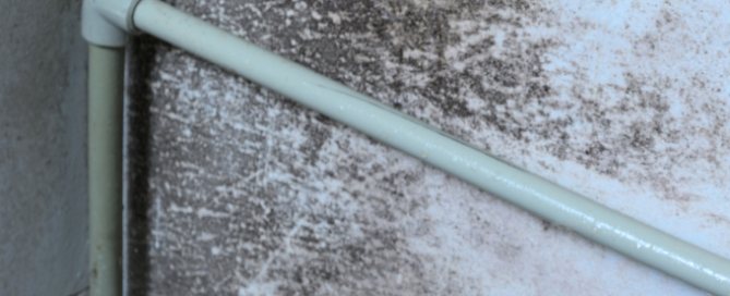 Black Mold on Wall Behind Pipes East Tennessee Black mold spreading across a damp wall behind plumbing pipes in an East Tennessee home before mold remediation