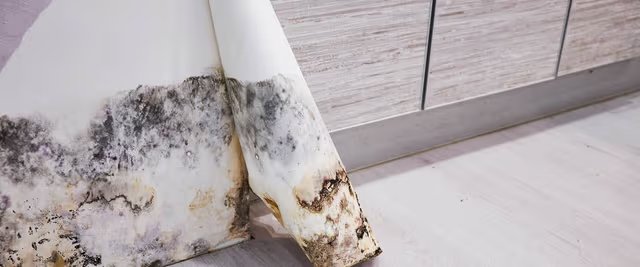 Mold growing on wet drywall after water damage in a Knoxville home
