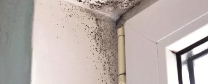 Mold Growth After Sewage Backup East Tennessee Black mold spreading across a wall corner after an untreated sewage backup in an East Tennessee home